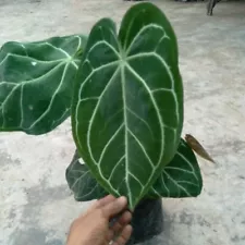 BIG PROMO .. 3 PLANTS ANTHURIUM MAGNIFICUM VERDE