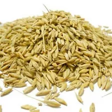 Unhulled Barley Freshly Packed Whole Barley With Husk Jau****