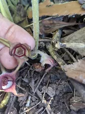 Asarum canadense - Wild Ginger . 15 Seeds