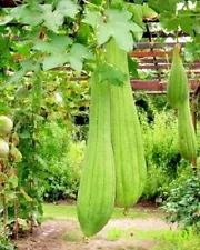 Luffa Seeds Luffa cylindrica. Sponge seeds vegetable organic from Ukraine 0.5 gr