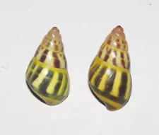 18 , 20 mm 2 Pcs Amphidromus Semitessellatus Land Snail Shell SOUTH THAILAND