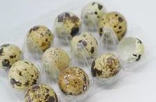 ð¥ Discover the Magic of Quail Egg Shells – Now Available for Sale! ð¥36 Count