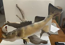 30" Walleye Skin Mount excellent condition With Driftwood Hanging Mount