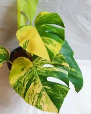 Variegated Monstera Albo Aurea Plant 3 Live Cuttings Rooted 100% Fresh Nodes