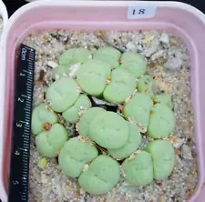 Multi Heads Succulent Live Plant Conophytum wettsteinii Garden Decor