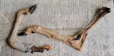 2 Deer Leg Bones For Crafts