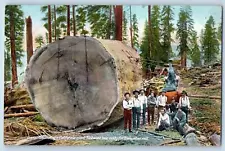 Postcard Sections Of A California Giant Redwood Tree Ready For Lumber Mill 1910