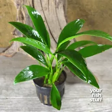 Anubias congensis Potted Live Aquarium Plants Low Light **BUY 1 GET 1 at 50% OFF