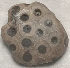 petoskey stones for sale