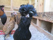 New Listing12 + ? Black Crested Mixed Bantams Polish Russian Pavlovskaya chicken eggs