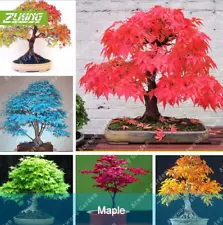 20Pcs Japanese Maple Tree Bonsai Seeds Rare 5 Kind Color Perennial For Home