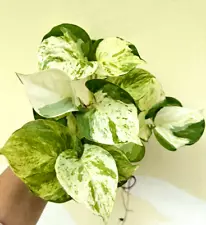 2 Epipremnum aureum ( Manjula Pothos) 8-12 inches well rooted.