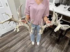 huge whitetail deer antlers for sale