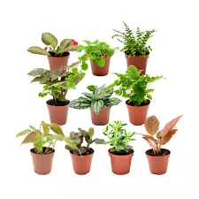 house plant cuttings for sale