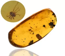 Hairy legged mite, Fossil Insect inclusion in Burmese Amber