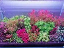 live aquarium plants 28 Stems Live Aquarium Plants PackAge! Gorgeous!!!