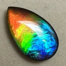 ammolite fossil for sale