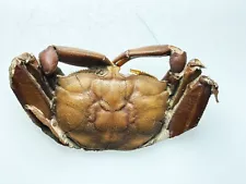 Crab fossil from Cenozoic Yangjiang China Two Sides Finishing