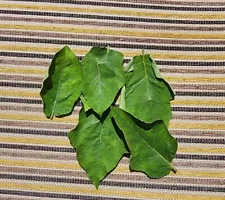 100+ Dried Turkey Berry Leaves (Solanum Torvum) Seeds Whole Plant Ceylon Tea