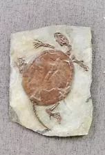 Real Turtle Fossil Rare Chinese Best Triassic Keichousauru Collection 02