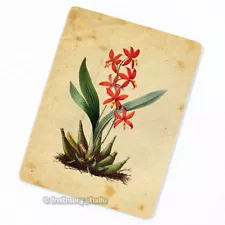 Epidendrum Orchid FRIDGE MAGNET, Decorative Vintage Botanical Illustration