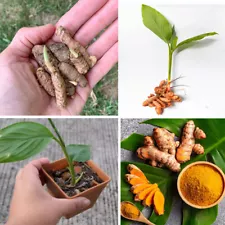 5+ fresh turmeric root plant (curcuma Longa) Live rhizomes for Ready to plant