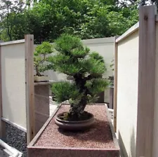 Pinus Thunbergii, Japanese Black Pine, Black Pine, Bonsai - 10 to 100 Seeds