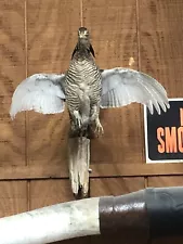 Prairie Chicken Taxidermy Bird Mount For Sale