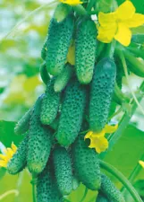 Seeds Cucumber Zubrenok F1 Early Vegetable Giant Organic Heirloom NON-GMO