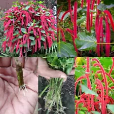 chenille plant for sale