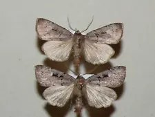 Coenophila subrosea - Rosy Marsh Moth - male x2