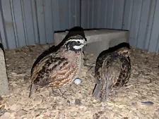 37+ Georgia Giant Bobwhite Quail Fertile Hatching Eggs