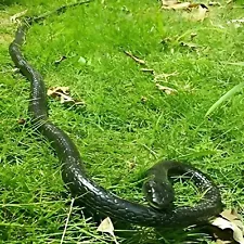 Fake Realistic Snake Lifelike Real Scary Rubber Toy Prank Party Joke For Garden