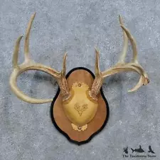 #15351 E+ | Whitetail Deer Antler Plaque Taxidermy Mount For Sale