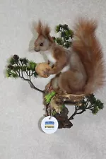 #0295 Magnificent Collection of Real Stuffed Squirrel Taxidermy (Sciurus)