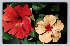 Florida Hibiscus Flower Vintage Postcard