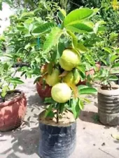 Dwarf Apple Guava (Psidium guajava) Seeds for planting from sri lanka fruit