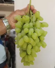 Grape Vine - Thompson Seedless Grapes - Rooted 3 Pieces Grapes Plants