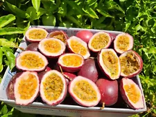 Fresh Purple Passion Fruit (6 Lbs) Passiflora edulis Passionfruit fresh fruit