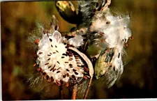 Chrome Postcard Milkweed Pod Autumn Seeds UNP