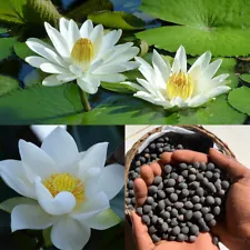 20pcs/pack White Water Lily Seeds White Lotus Flower Seeds For Garden Pond