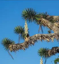 live yucca plants for sale