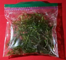 Large Portion Guppy Grass For Cheap! (Najas Guadalupens) Live Aquarium Plants