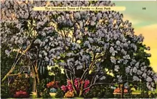 The Jacaranda Trees Of Florida Avon Park Postcard