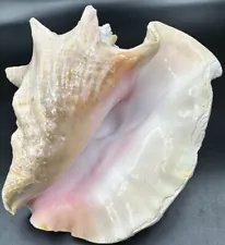 Large Natural Ocean Pink Queen Conch Shell Approximately 10” X 7” Wow