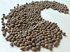 Rivea Corymbosa, All Natural Viable Untreated Seeds ~ Schmerbals Herbals