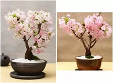 100 grams Japanese Cherry Blossom Seeds Prunus Serrulata Sakura Tree Wholesales