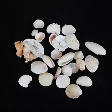 Lot of 30 Mixed Seashells Ocean Beach Decor Aquarium Crafting Pink Brown White