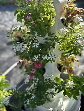 hydroponic vertical grow tower system