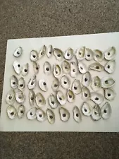 Oyster Shells Lot Of 50, Cleaned 2.5”-3+”, Great for crafts or weddings placards